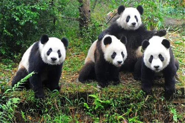 大熊貓為什么是國寶的原因？為什么大家稱(chēng)大熊貓為國寶