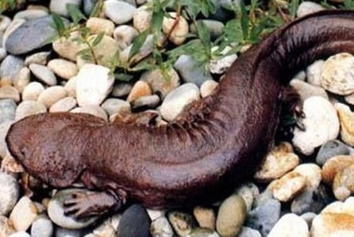 娃娃魚(yú)，學(xué)名叫大鯢,又叫作人魚(yú)