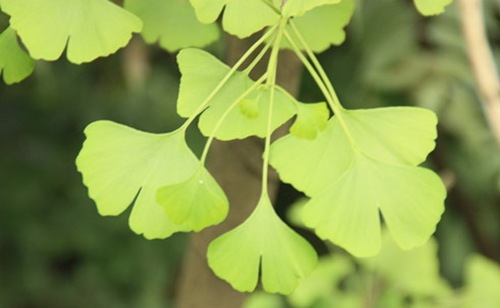 銀杏的葉片不僅美觀(guān).而且還有 很高的藥用價(jià)值。